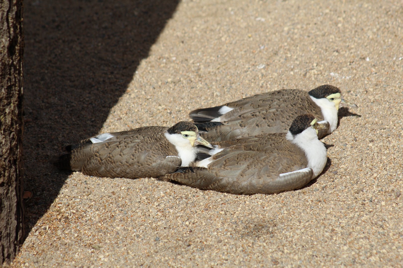 Northern Masked Lapwings