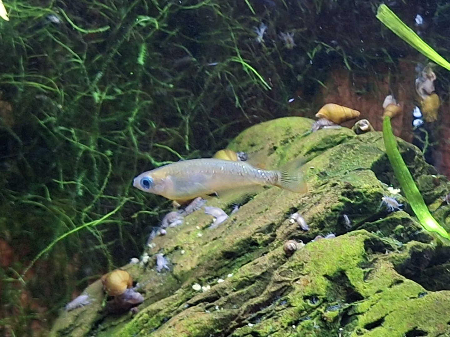 Northern Medaka (Oryzias sakaizumii)