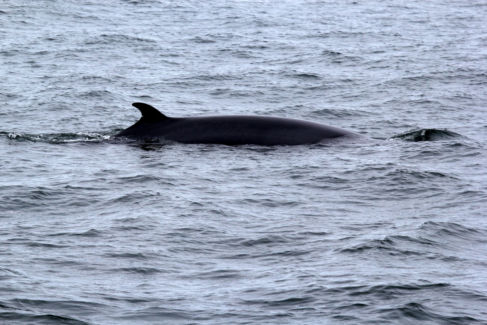 northern minke whale (Balaenoptera acutorostrata)