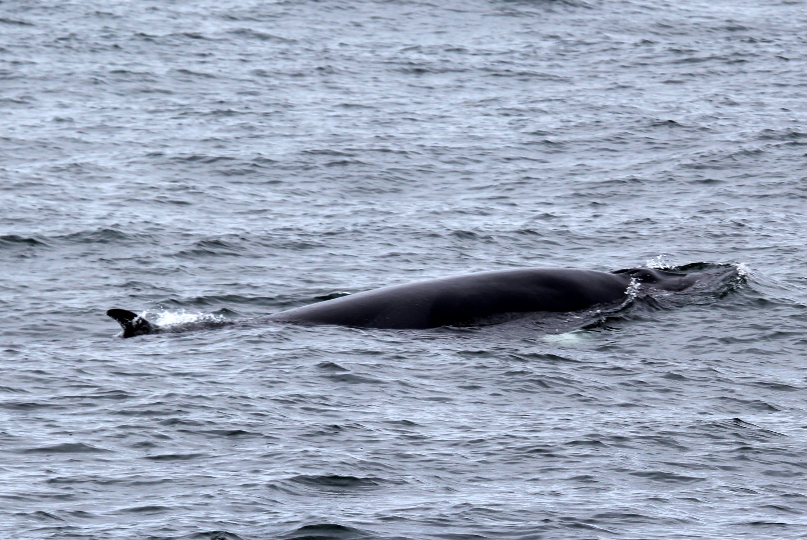 northern minke whale (Balaenoptera acutorostrata)