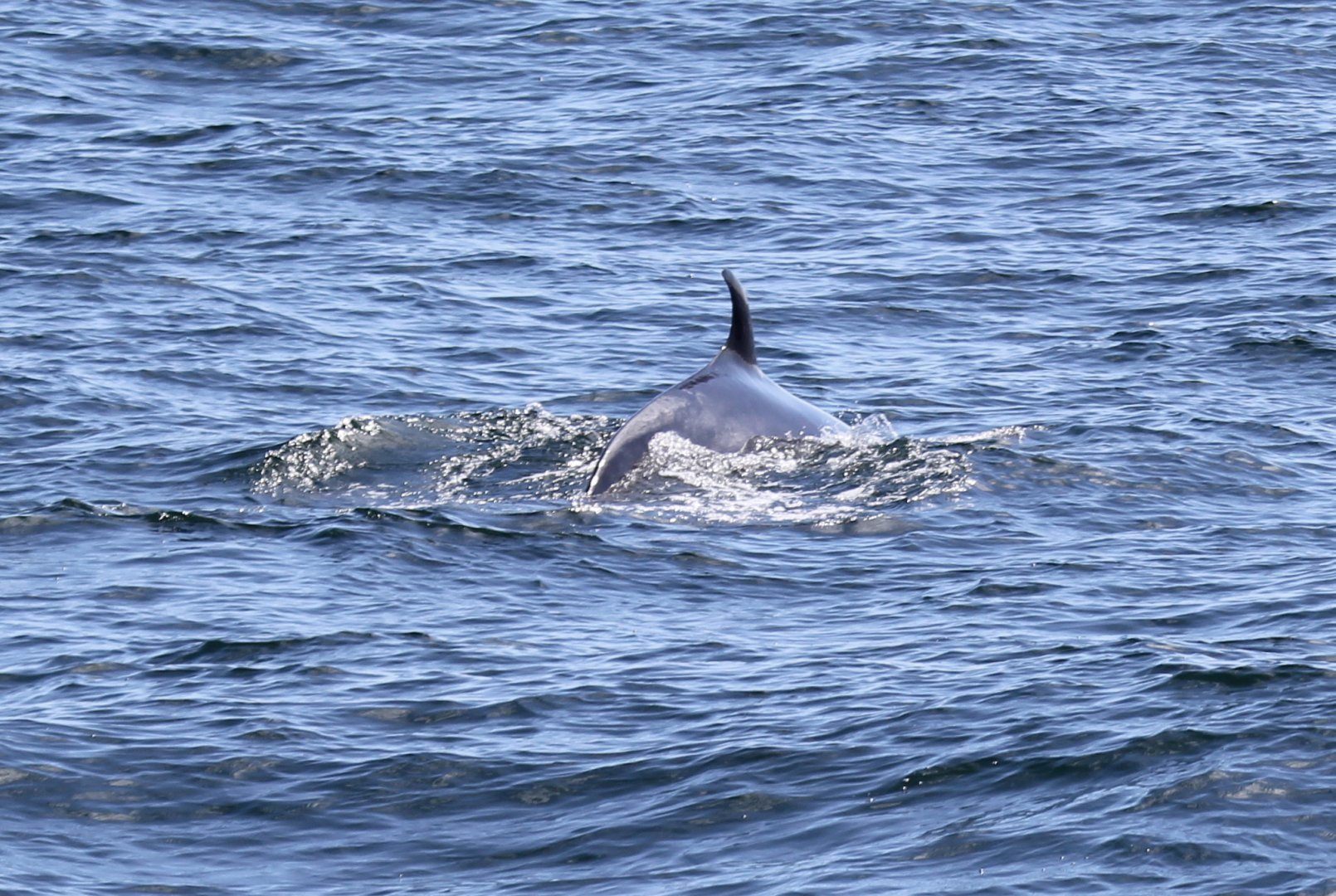 northern minke whale (Balaenoptera acutorostrata)