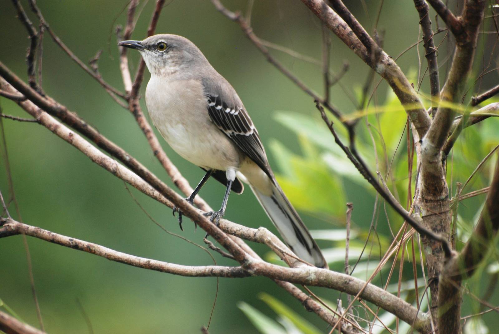 Northern Mockingbird, Corkscrew Swamp Sanctuary, October 2013