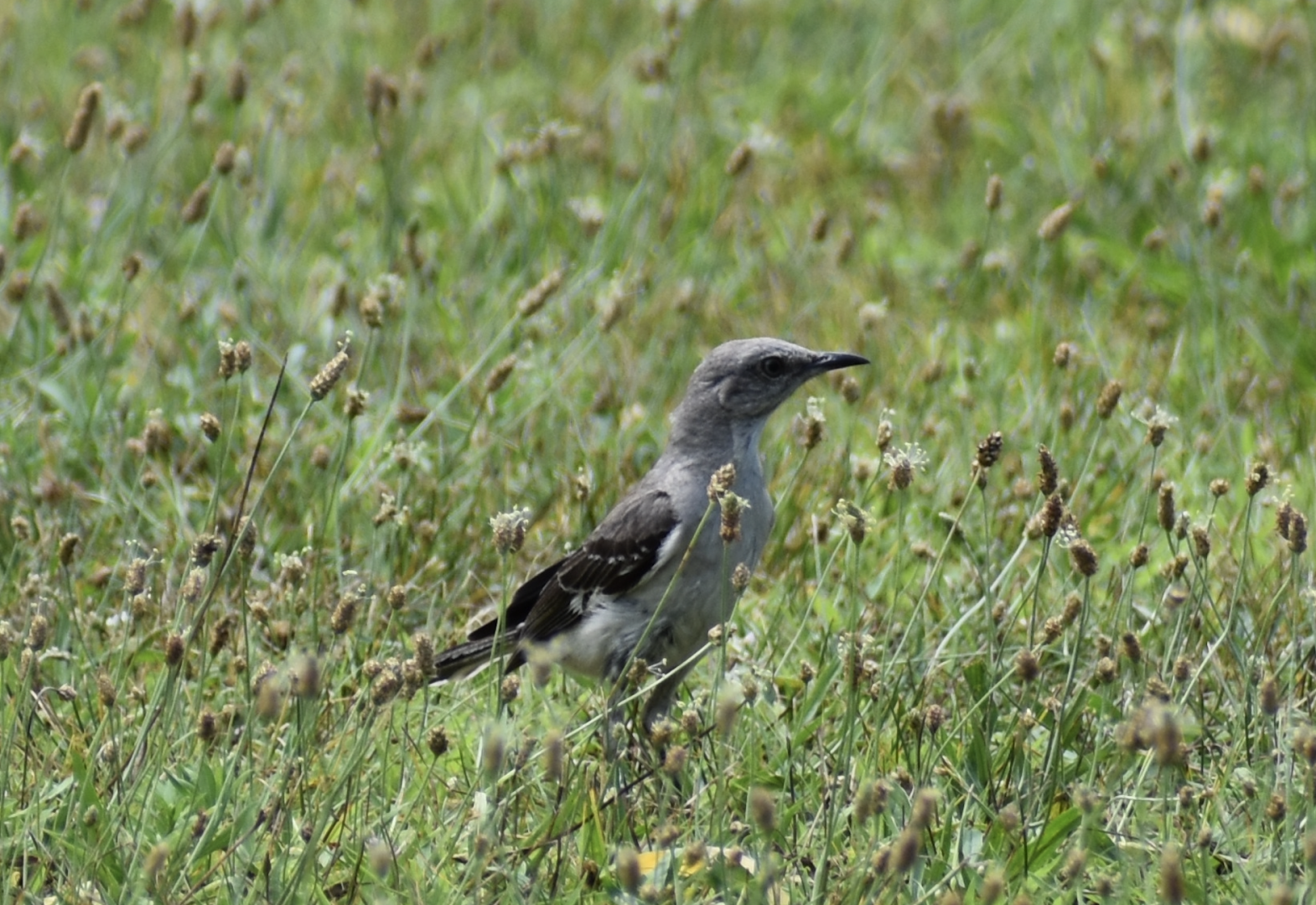 Northern Mockingbird ~ Horn Pond, Massachusetts