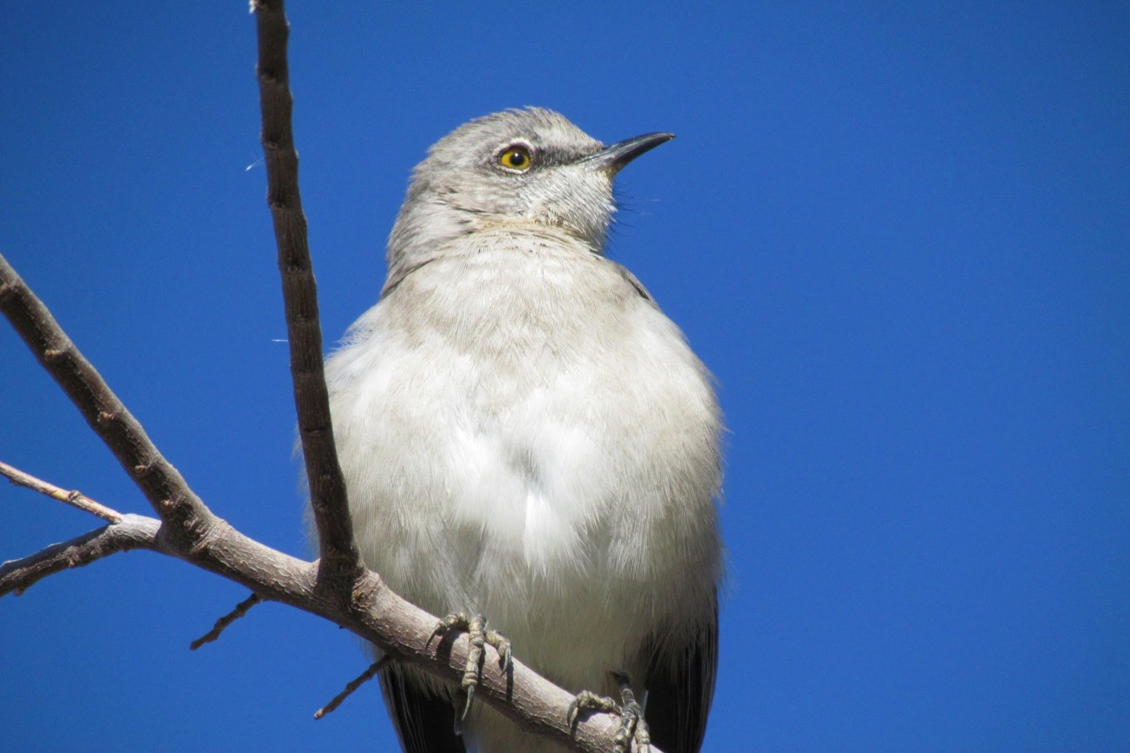 Northern Mockingbird (leucopterus)