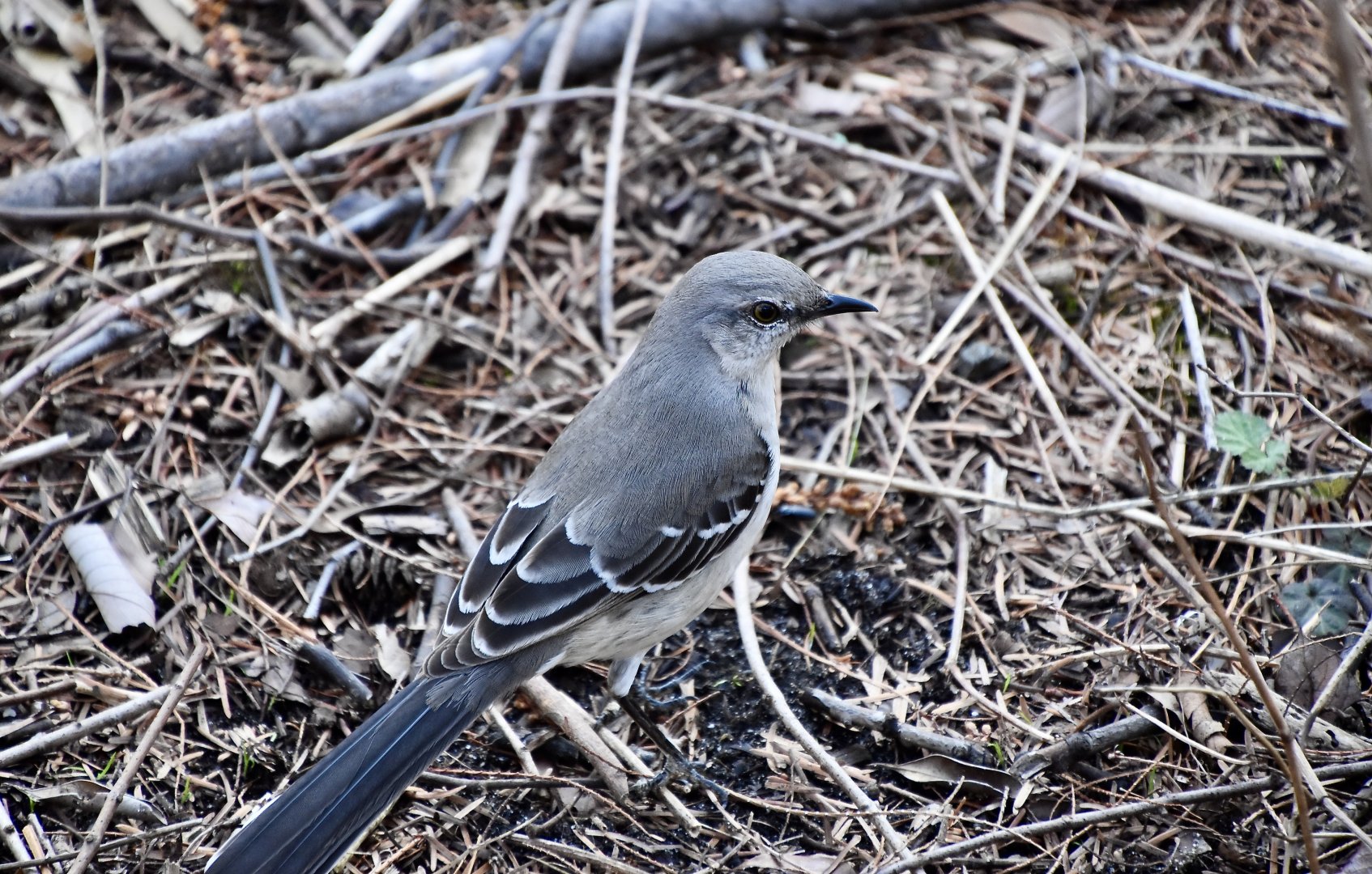 Northern Mockingbird (Mimus polyglottos polyglottos) - wild