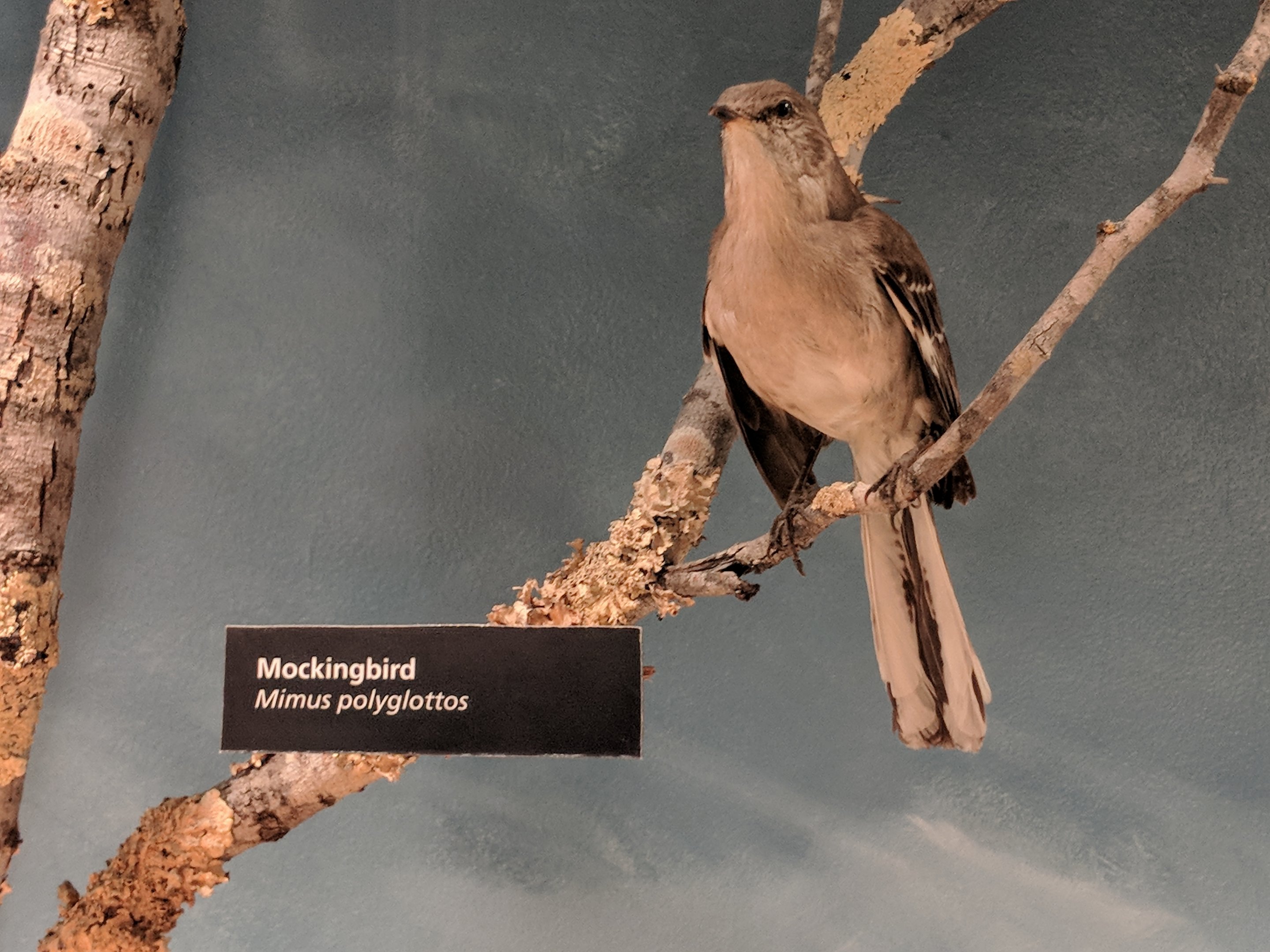 Northern mockingbird (Mimus polyglottos)