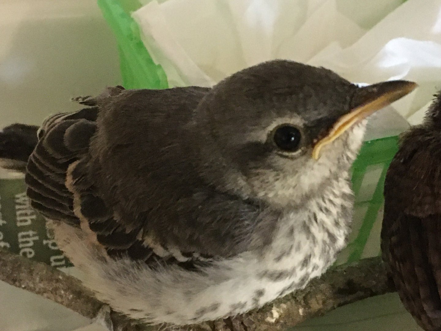 Northern Mockingbird (Mimus polyglottos)