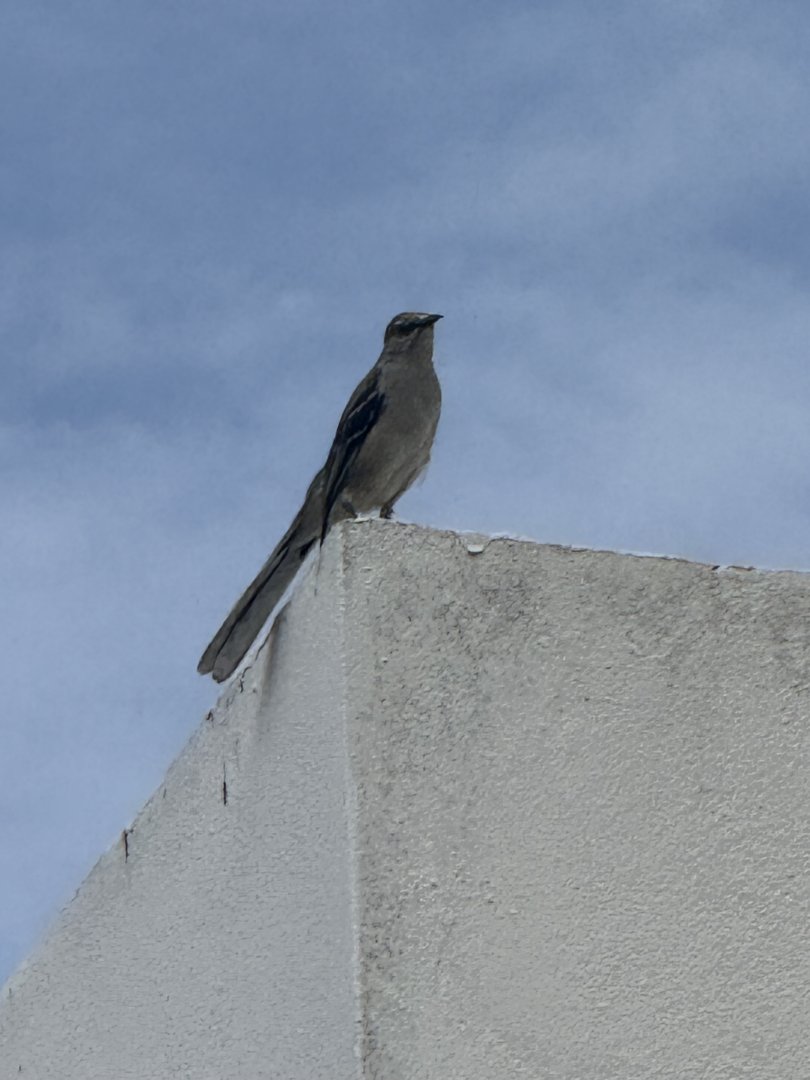 Northern mockingbird (Mimus polyglottos)
