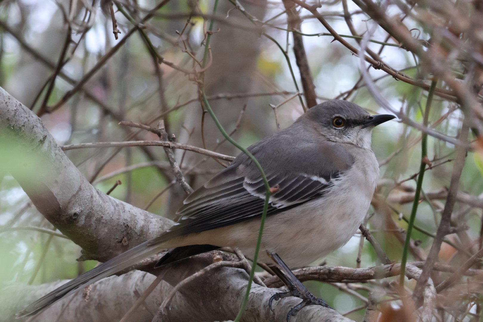Northern Mockingbird (Mimus polyglottos)