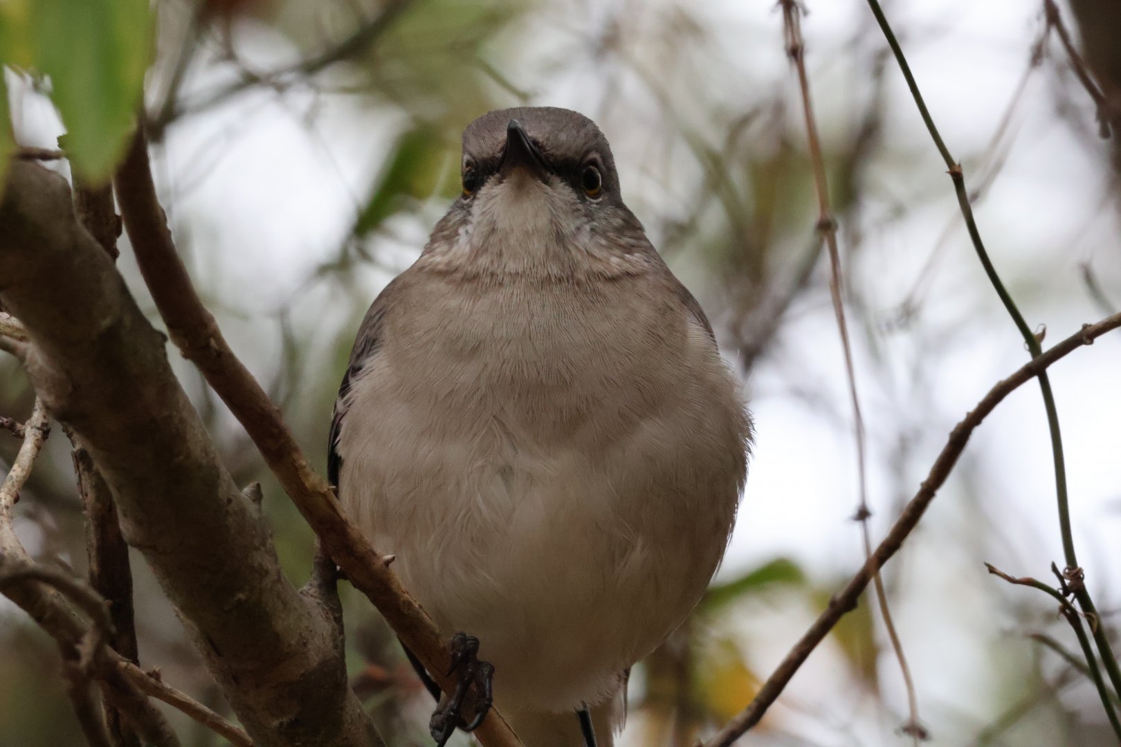 Northern Mockingbird (Mimus polyglottos)