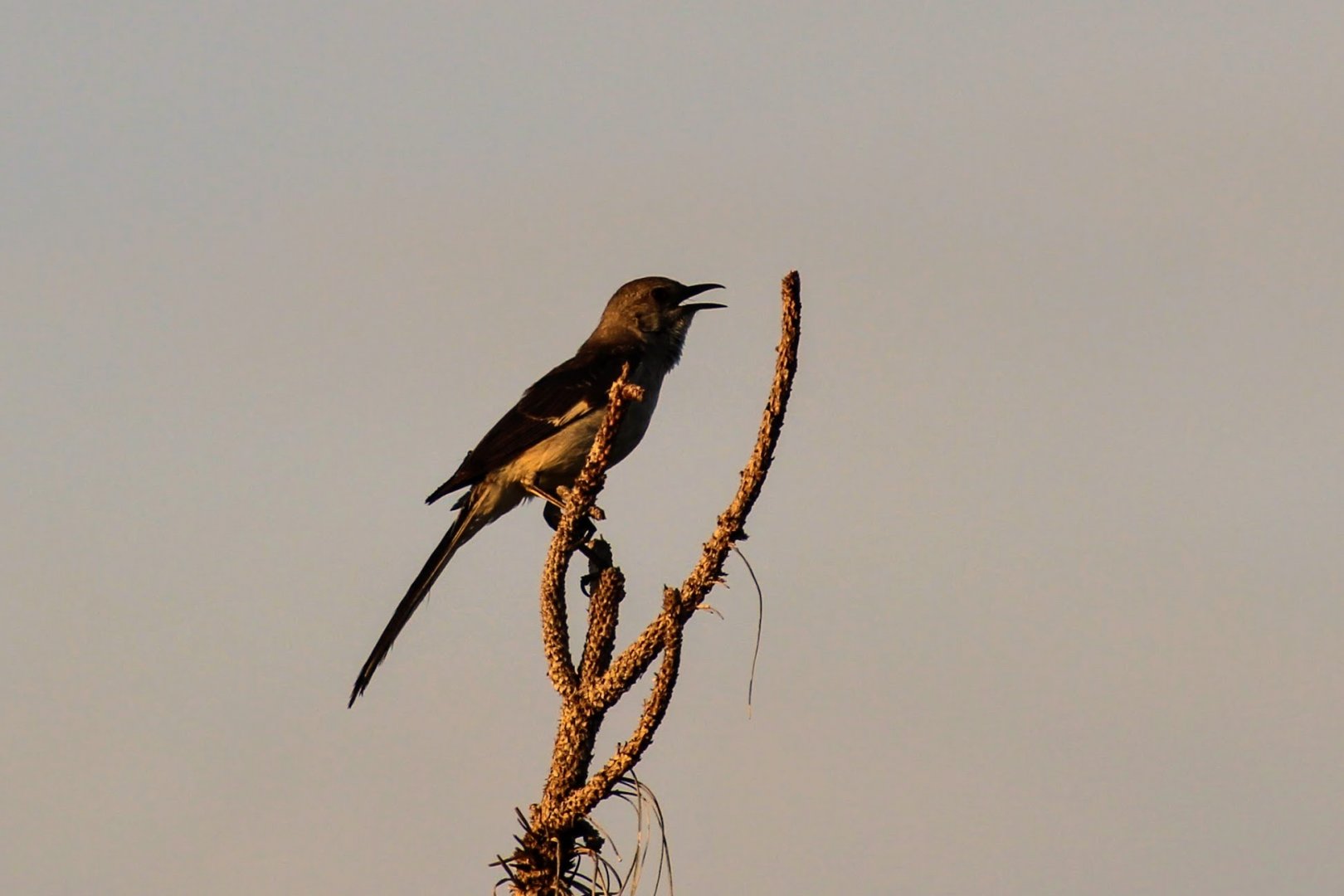 Northern Mockingbird (nominate)