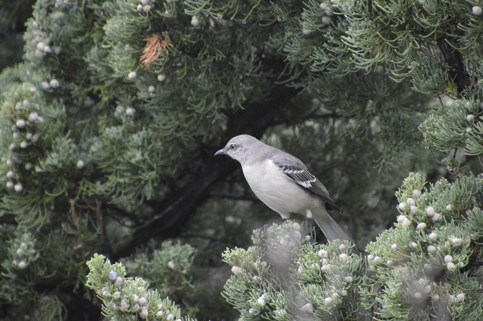 Northern Mockingbird (wild) 021215