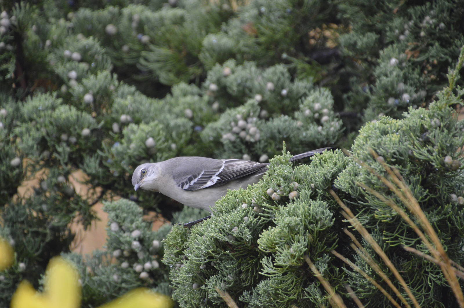 Northern Mockingbird (wild) 021215