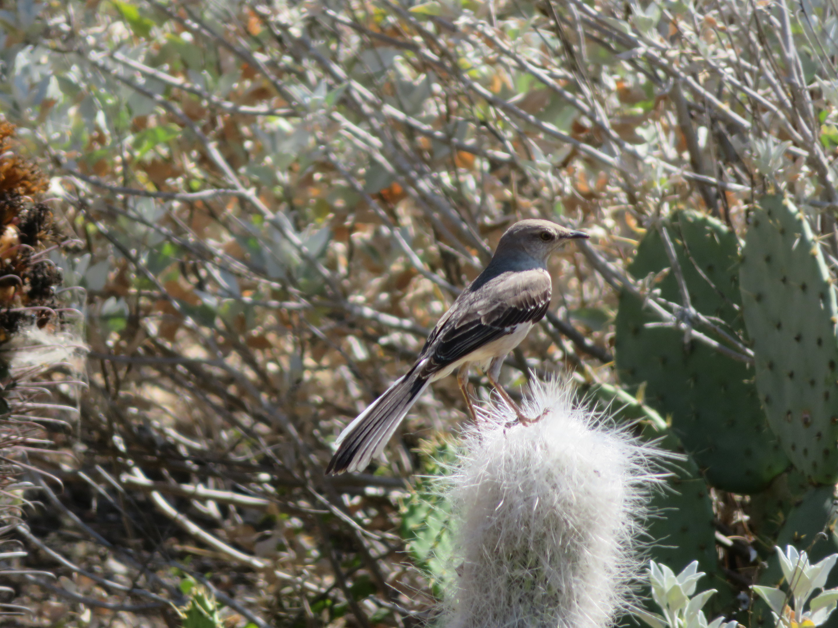 Northern Mockingbird (Wild)