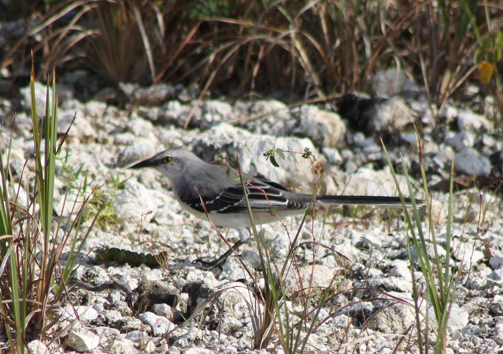 Northern mockingbird with prey