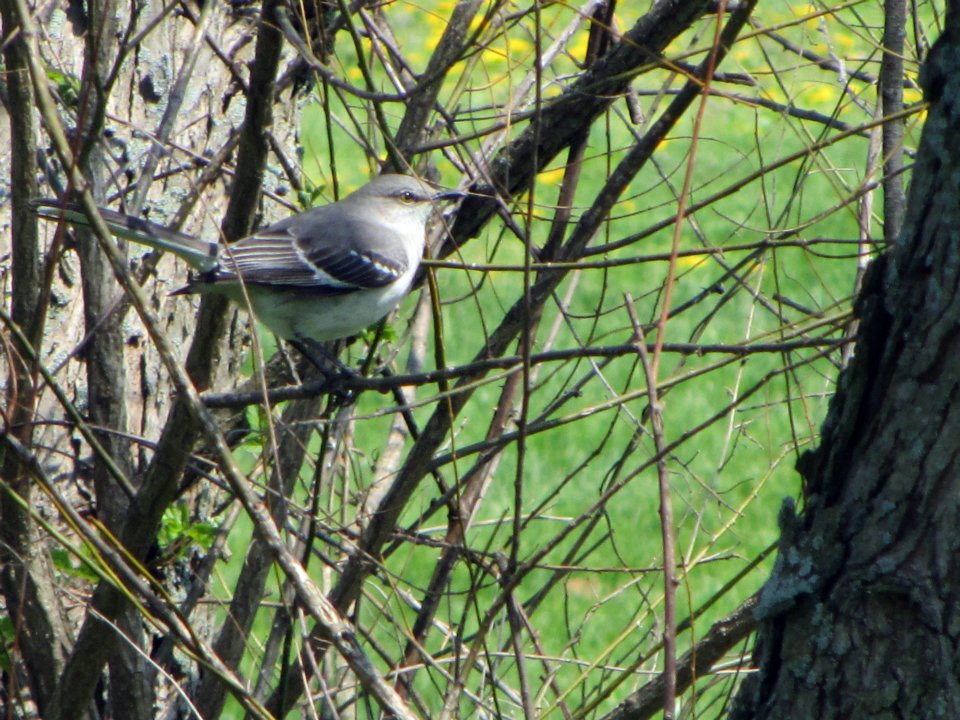 Northern Mockingbird