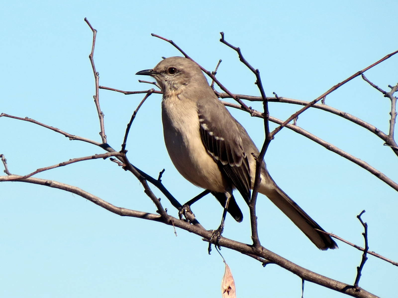 Northern Mockingbird