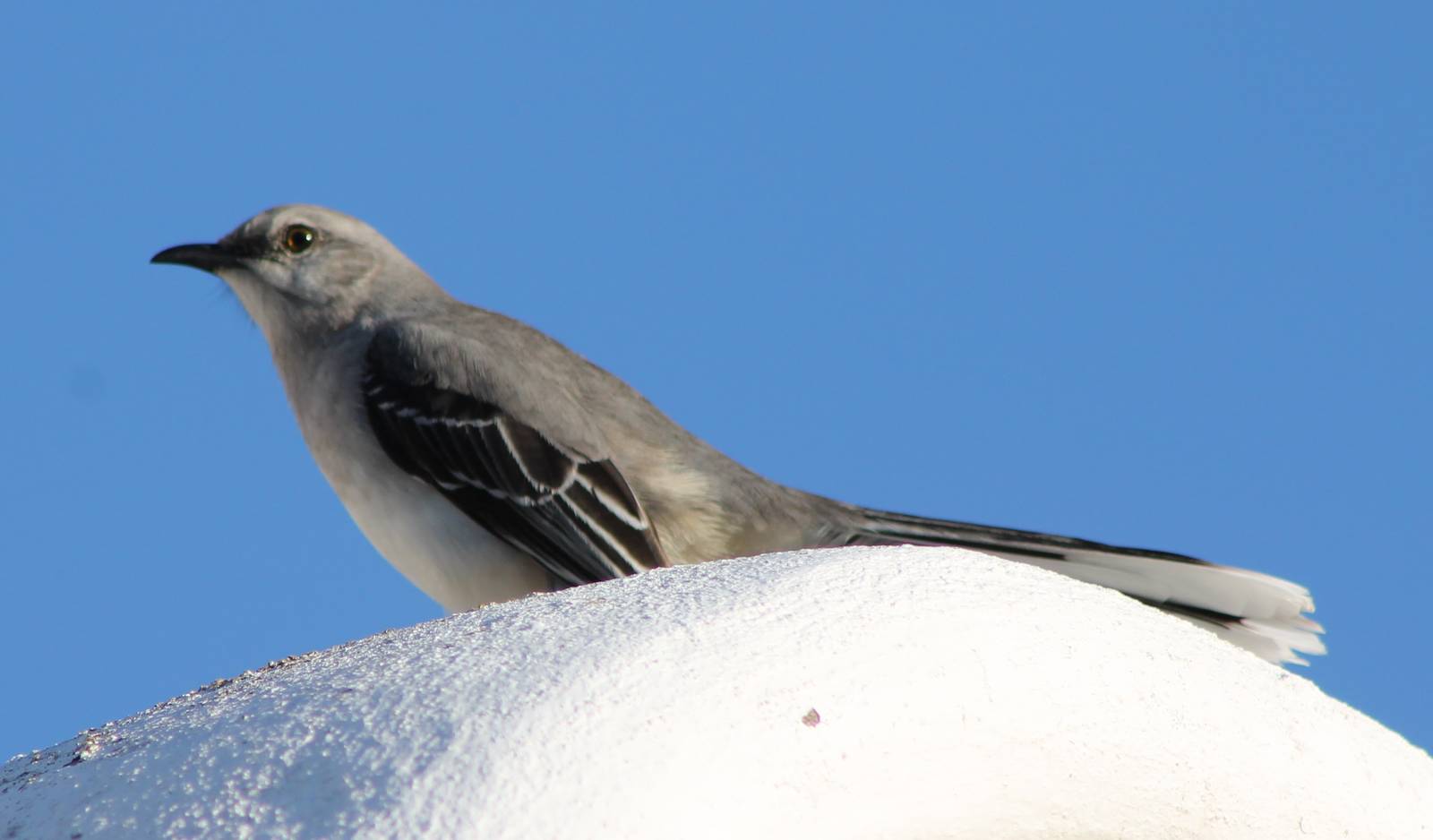 Northern mockingbird