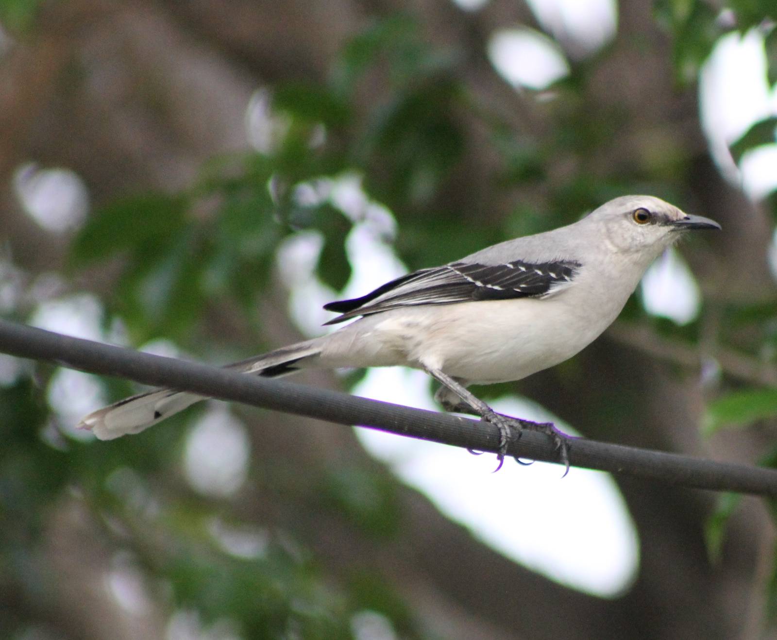 Northern mockingbird