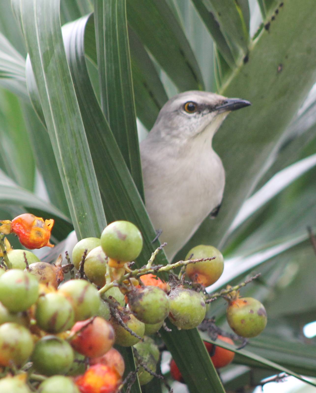 Northern mockingbird