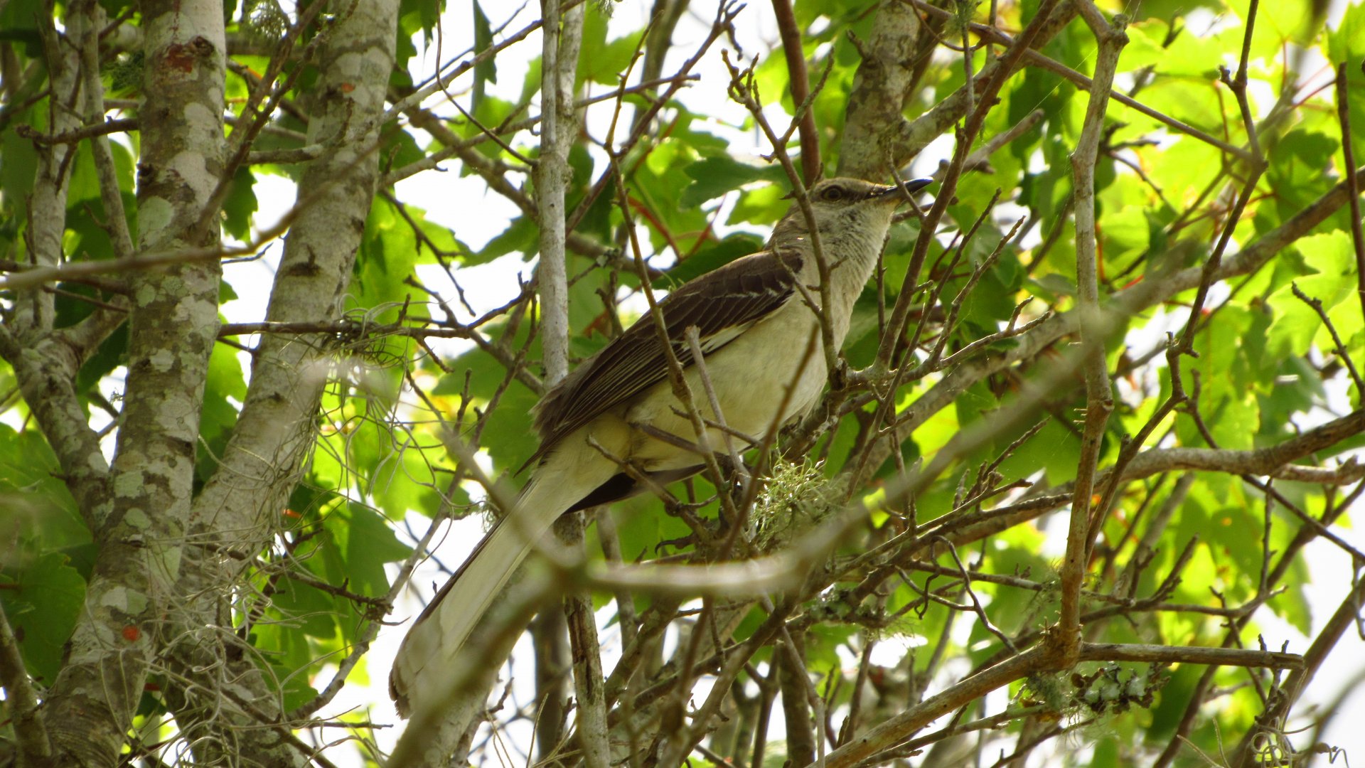 Northern Mockingbird