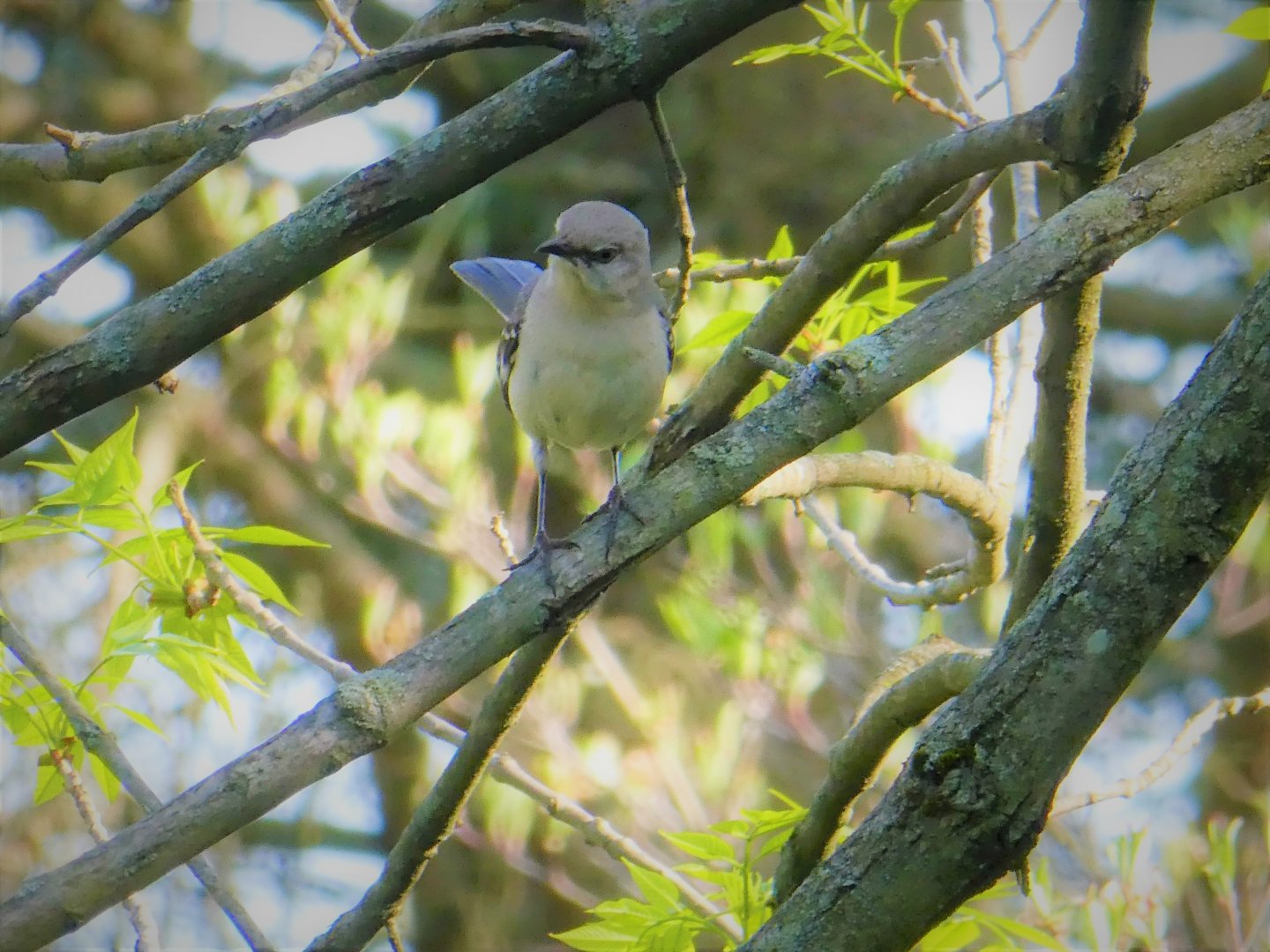 Northern Mockingbird