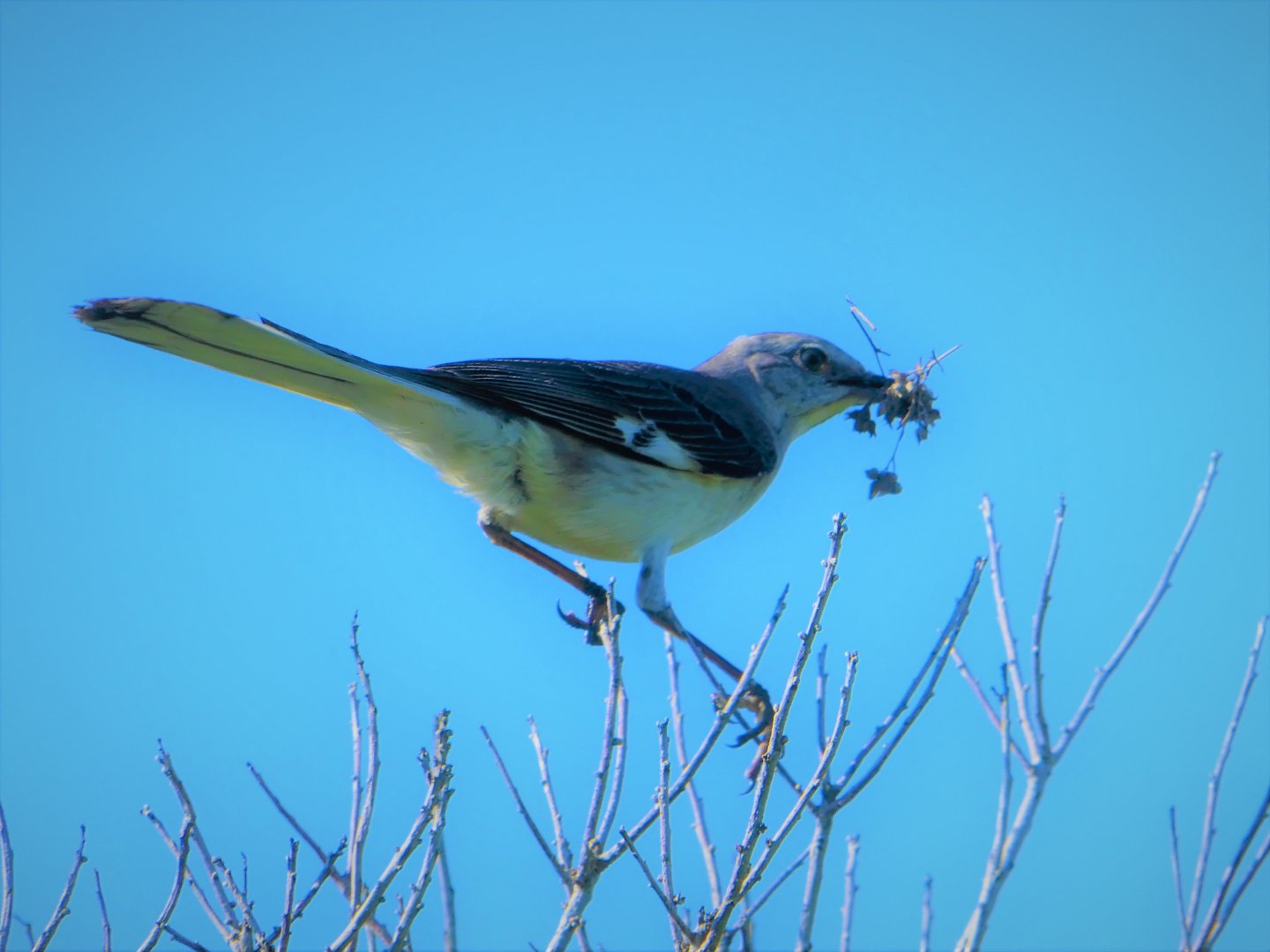 Northern Mockingbird