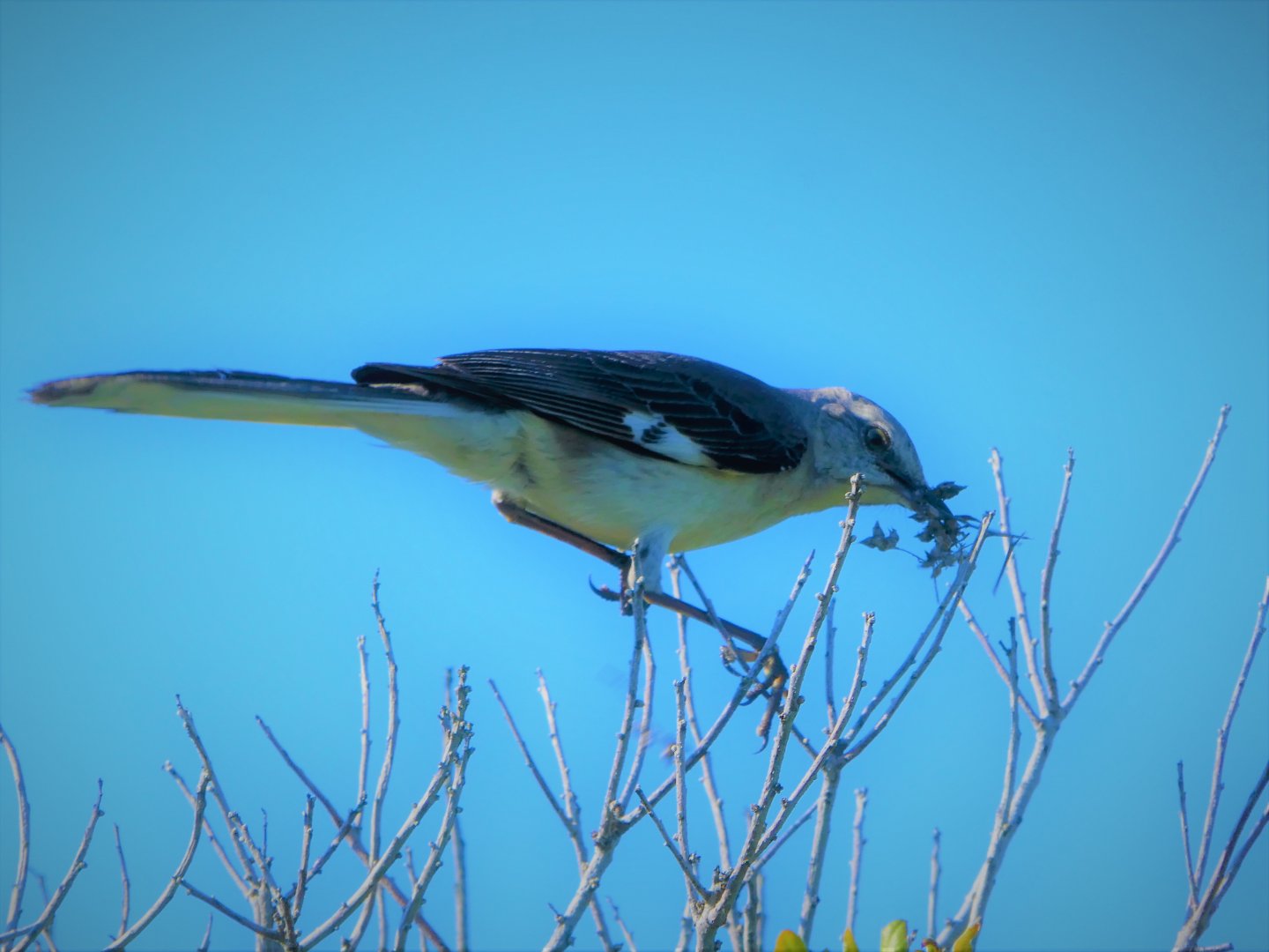 Northern Mockingbird