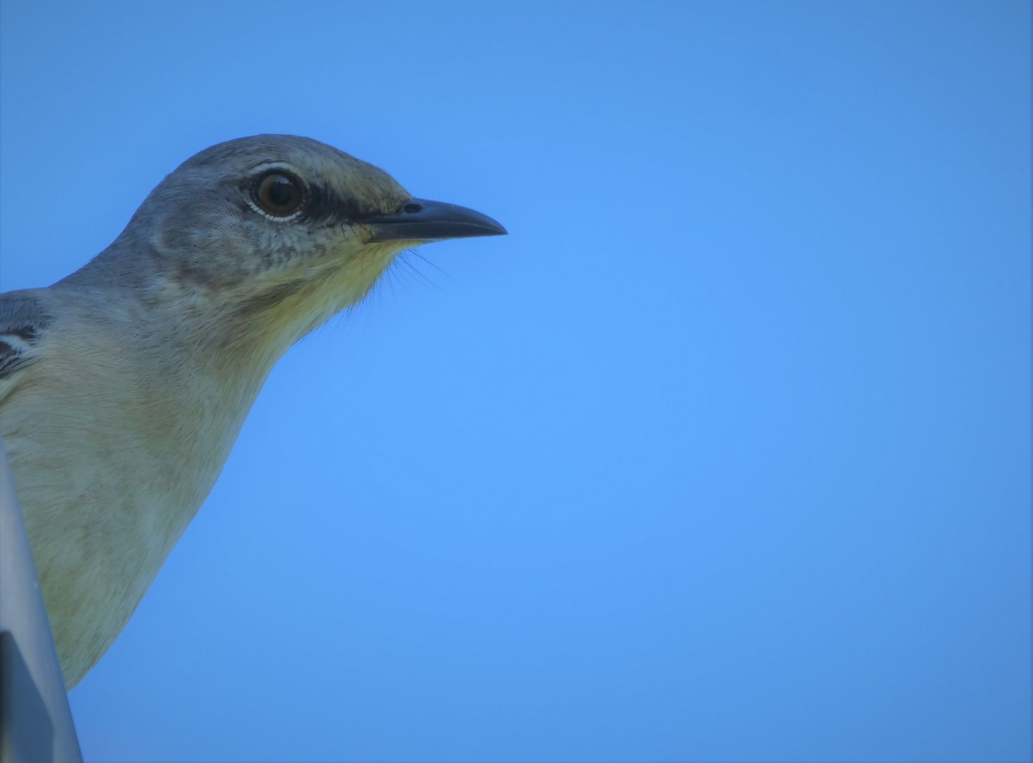 Northern Mockingbird