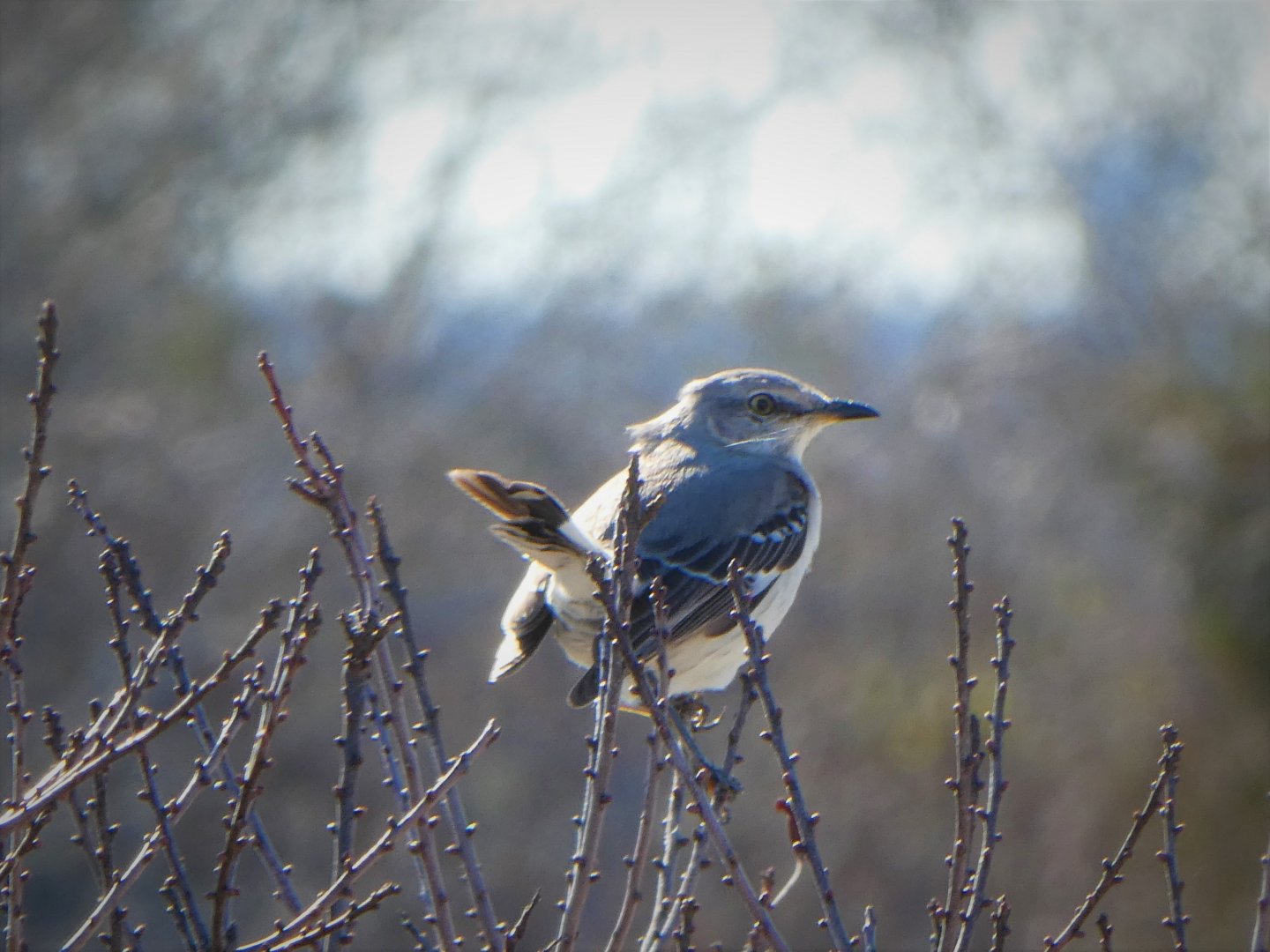 Northern Mockingbird