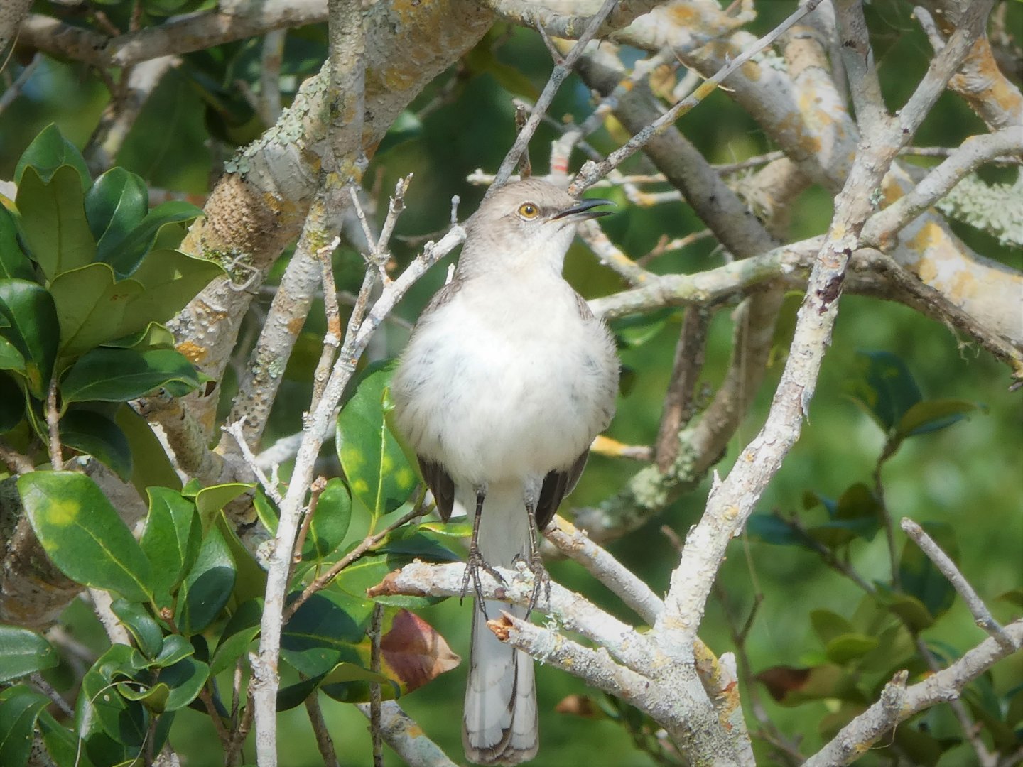 Northern Mockingbird
