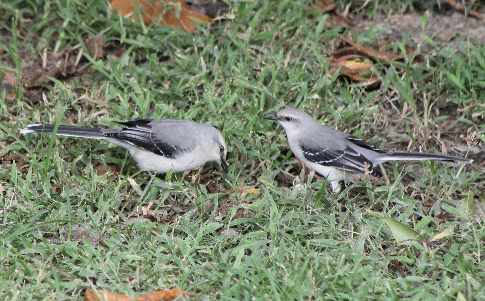 Northern mockingbirds