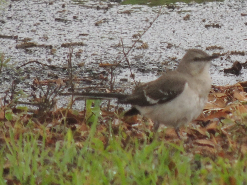 Northern Moking Bird