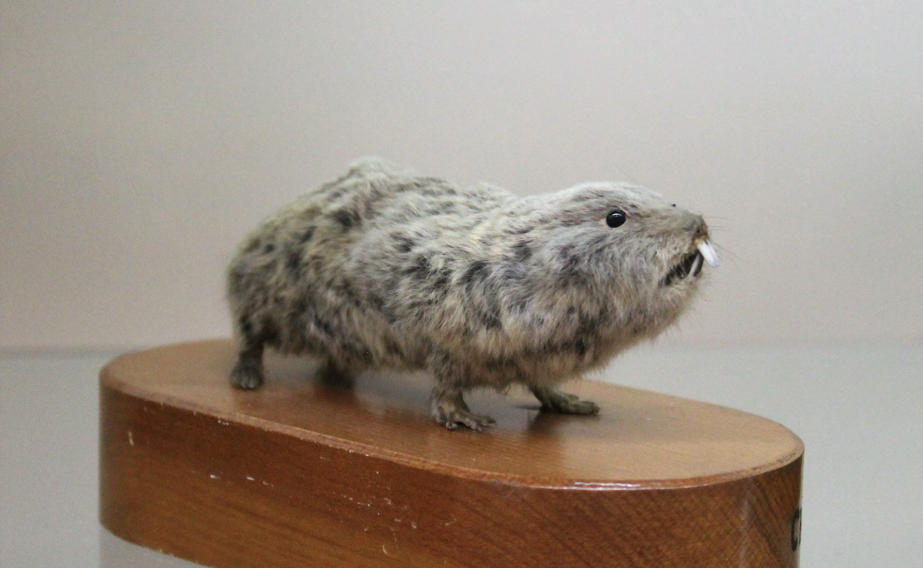 Northern Mole-Vole (Ellobius talpinus), Otago Museum