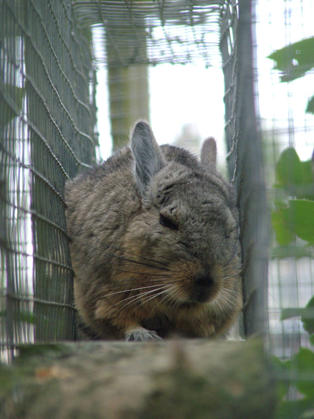 Northern Mountain Viscacha at Hamerton 05/04/10