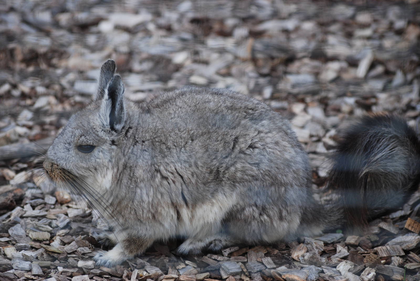 Northern Mountain Viscacha at Hamerton, 08/10/11