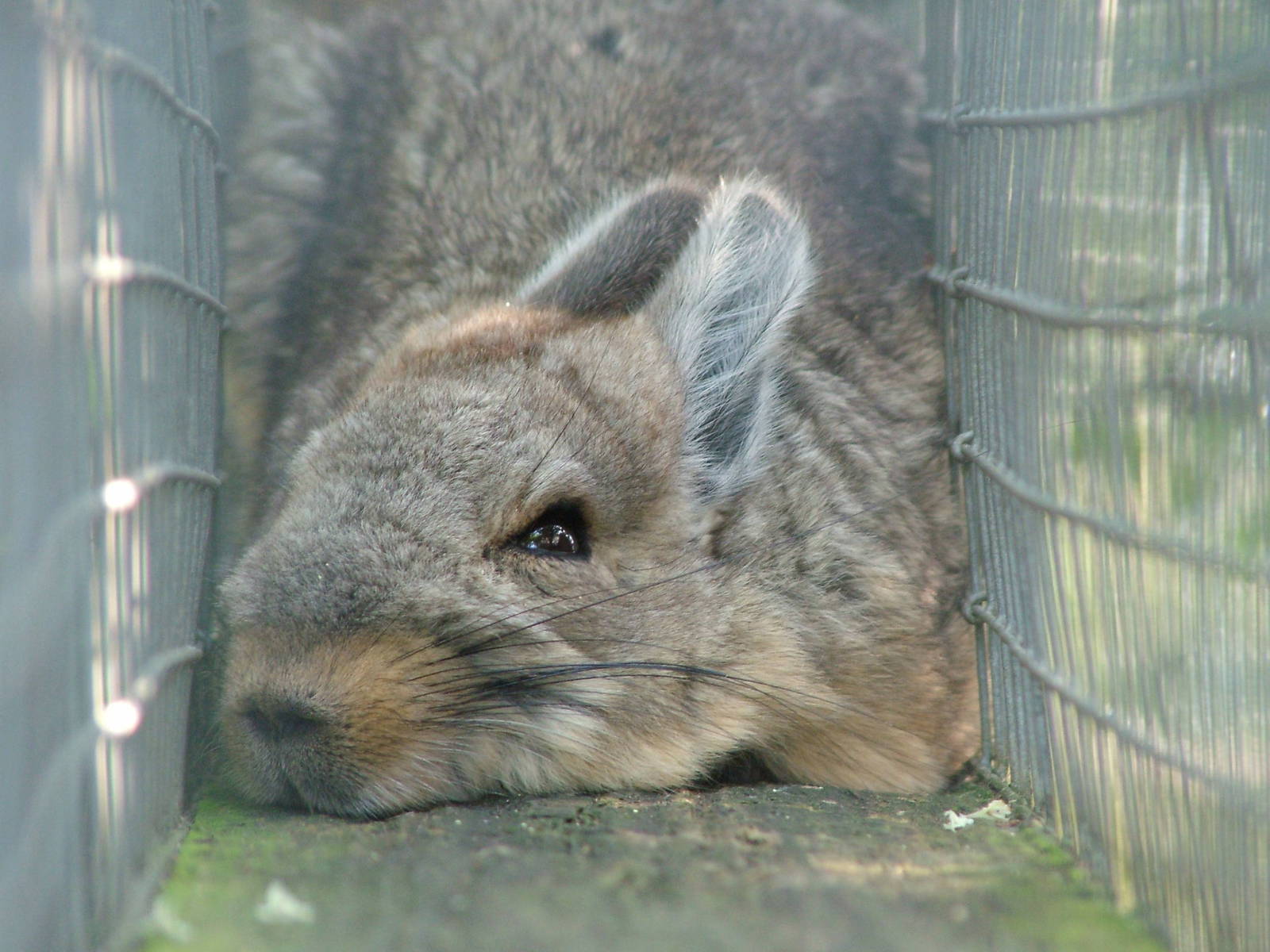 Northern Mountain Viscacha (Lagidium peruanum) at Hamerton Zoo Park