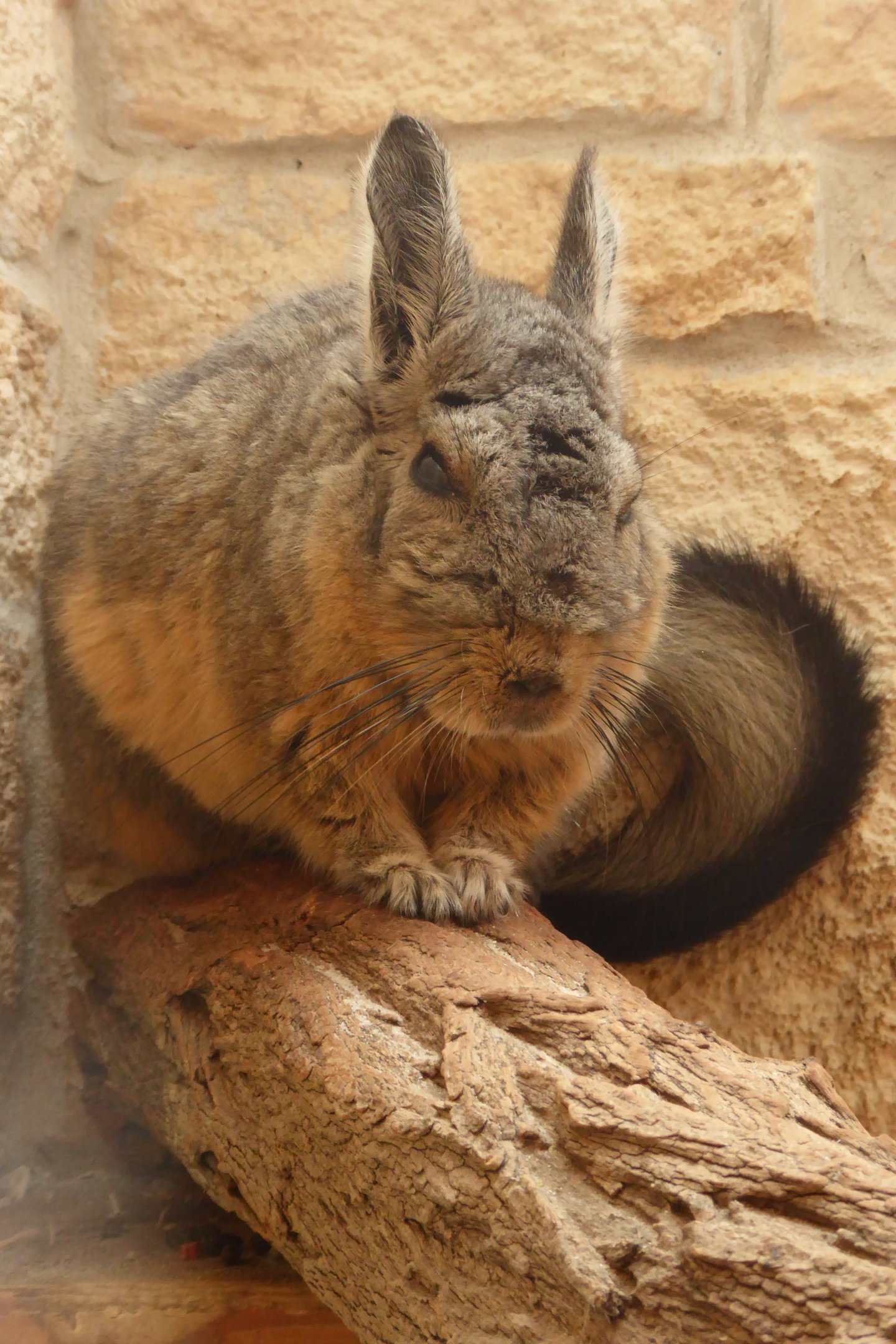 Northern Mountain Viscacha (Lagidium peruanum) at Tierpark Schönebeck - 8 September 2018