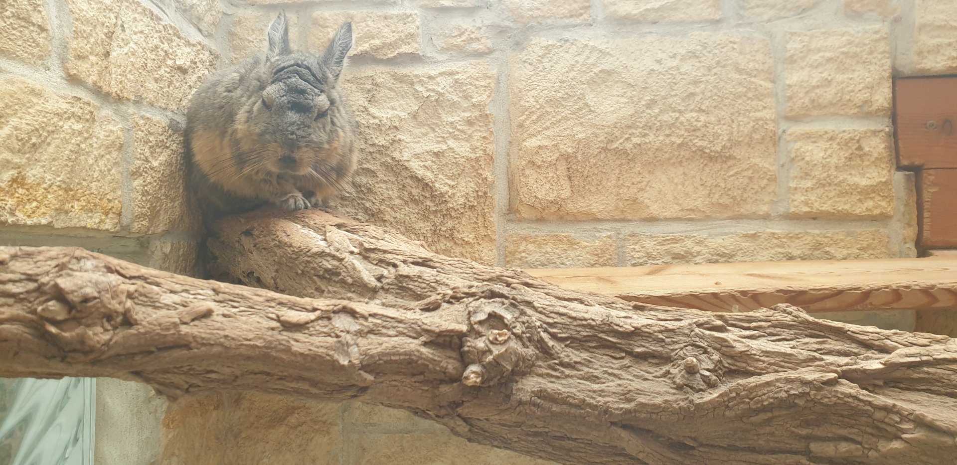 Northern Mountain Viscacha