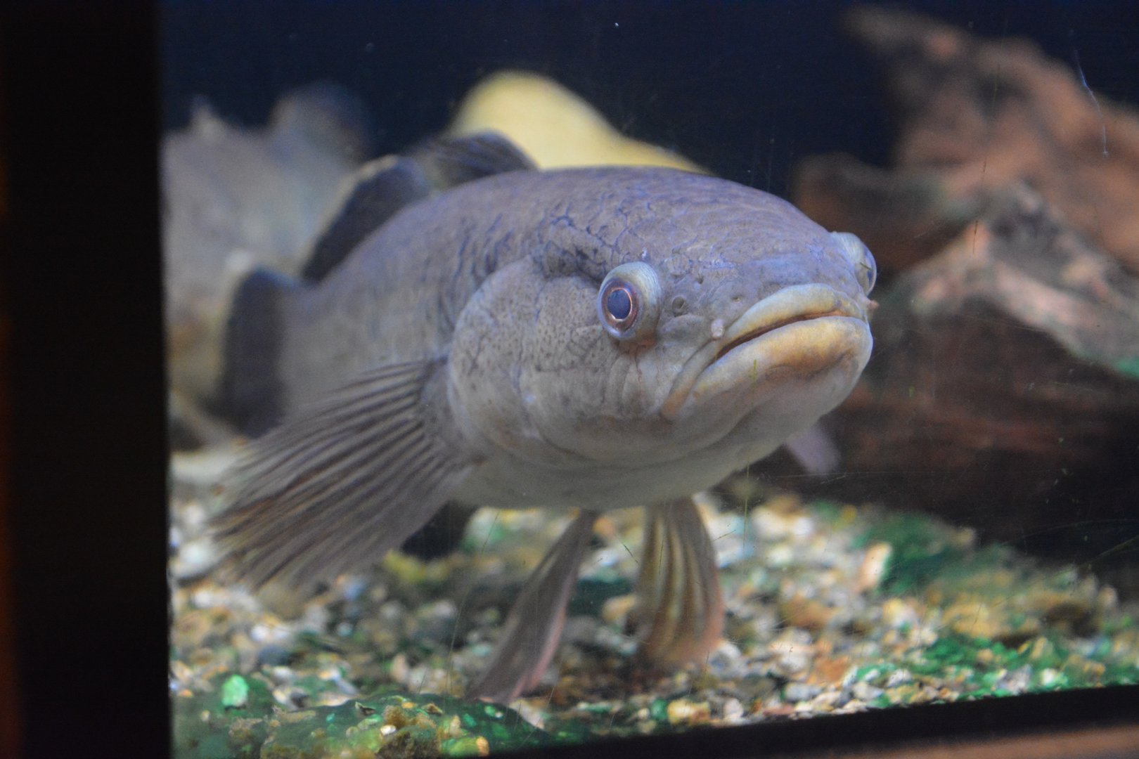 Northern mud gudgeon (Ophiocara porocephala)