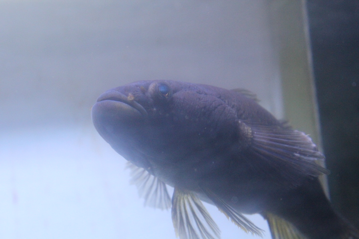 Northern mud gudgeon (Ophiocara porocephala )