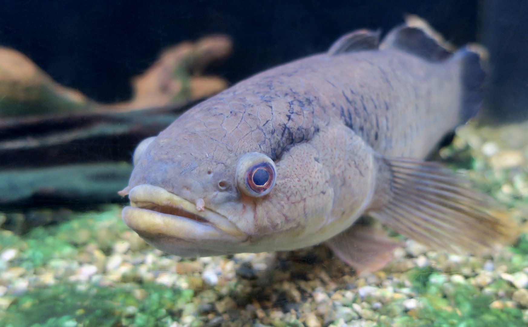 Northern Mud Gudgeon (Ophiocara porocephala)