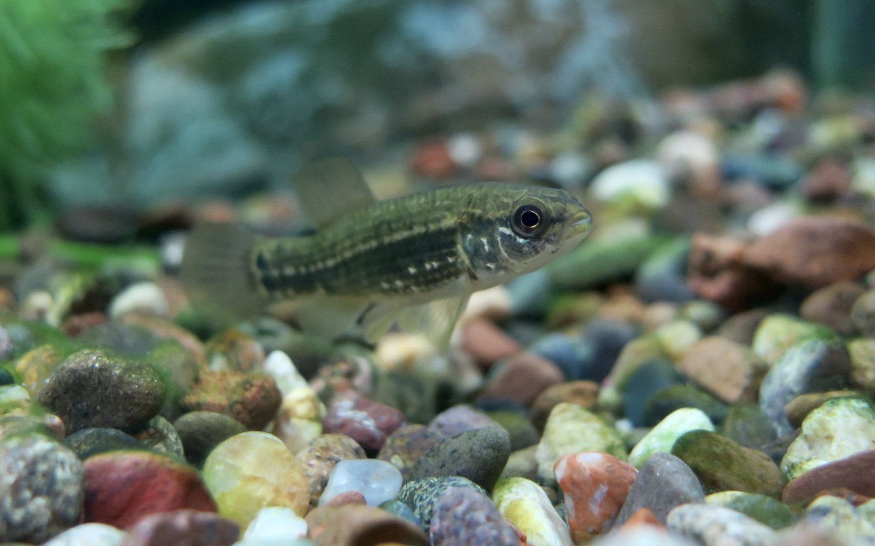 Northern Mudminnow (Umbra pygmaea) - Cold Spring Harbor Fish Hatchery & Aquarium