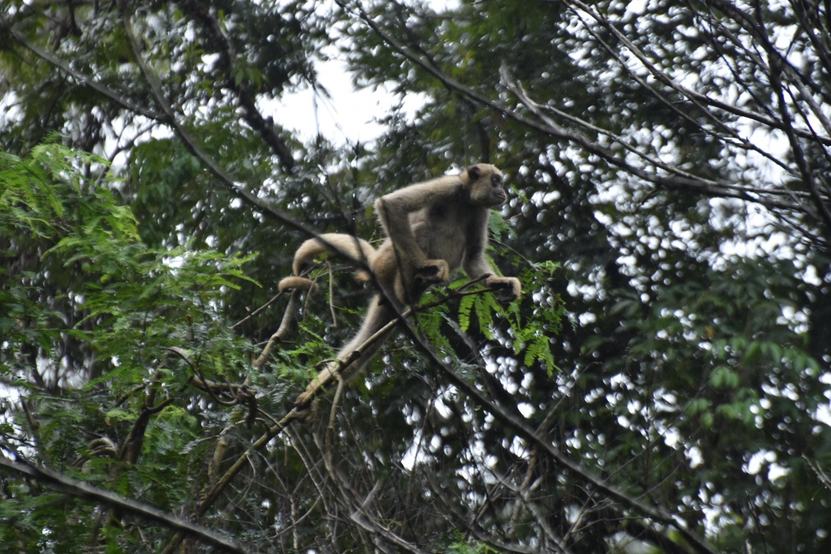 Northern muriqui (Brachyteles hypoxanthus)
