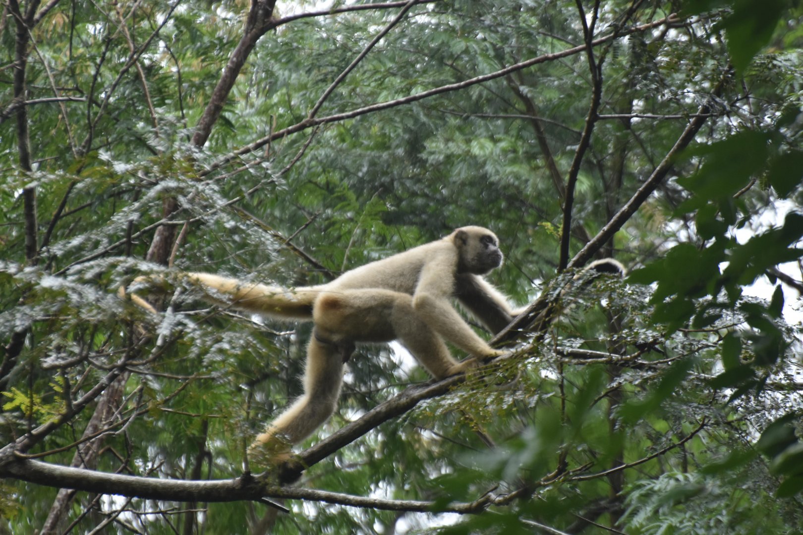 Northern muriqui (Brachyteles hypoxanthus)