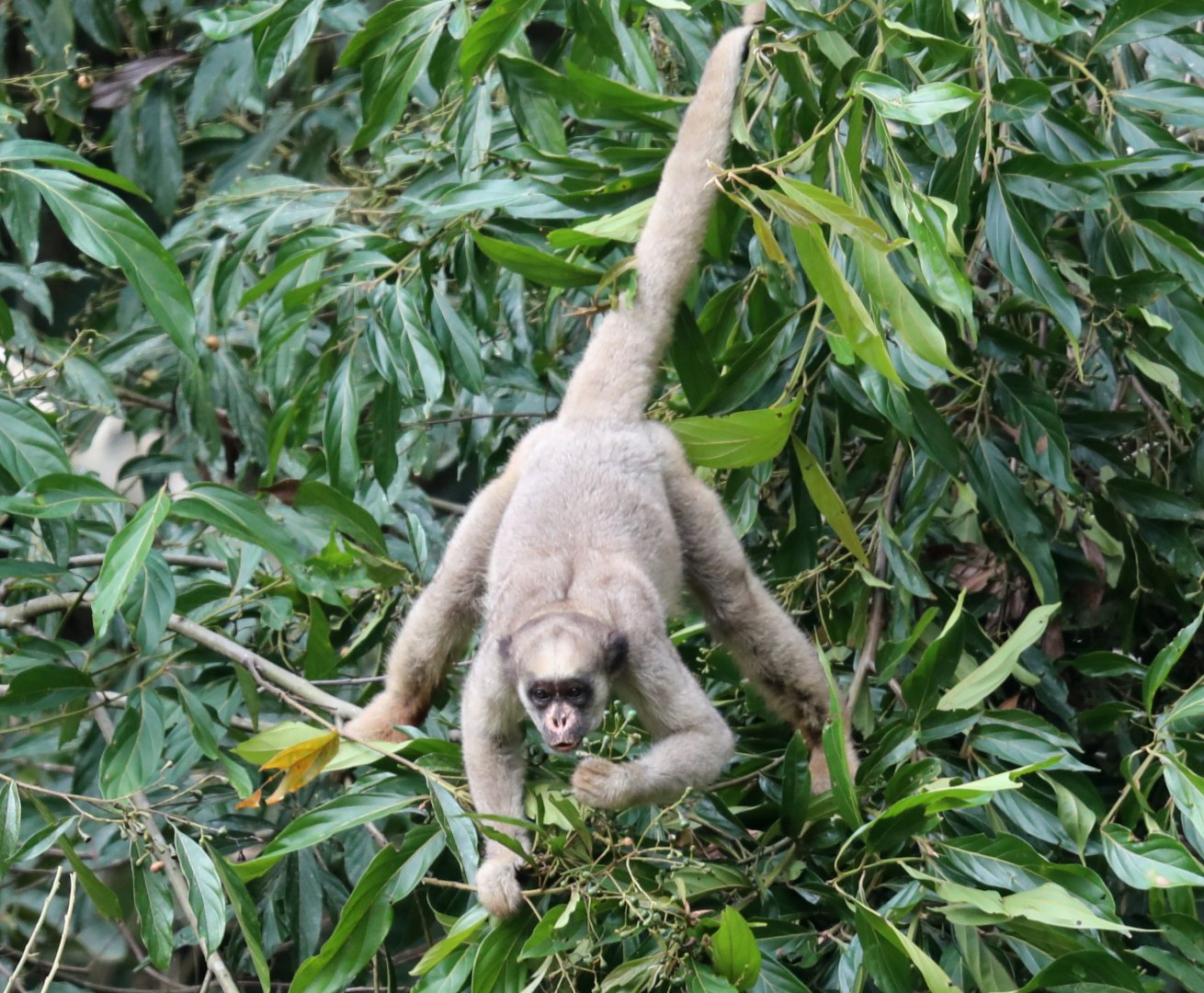 northern muriqui (Brachyteles hypoxanthus)