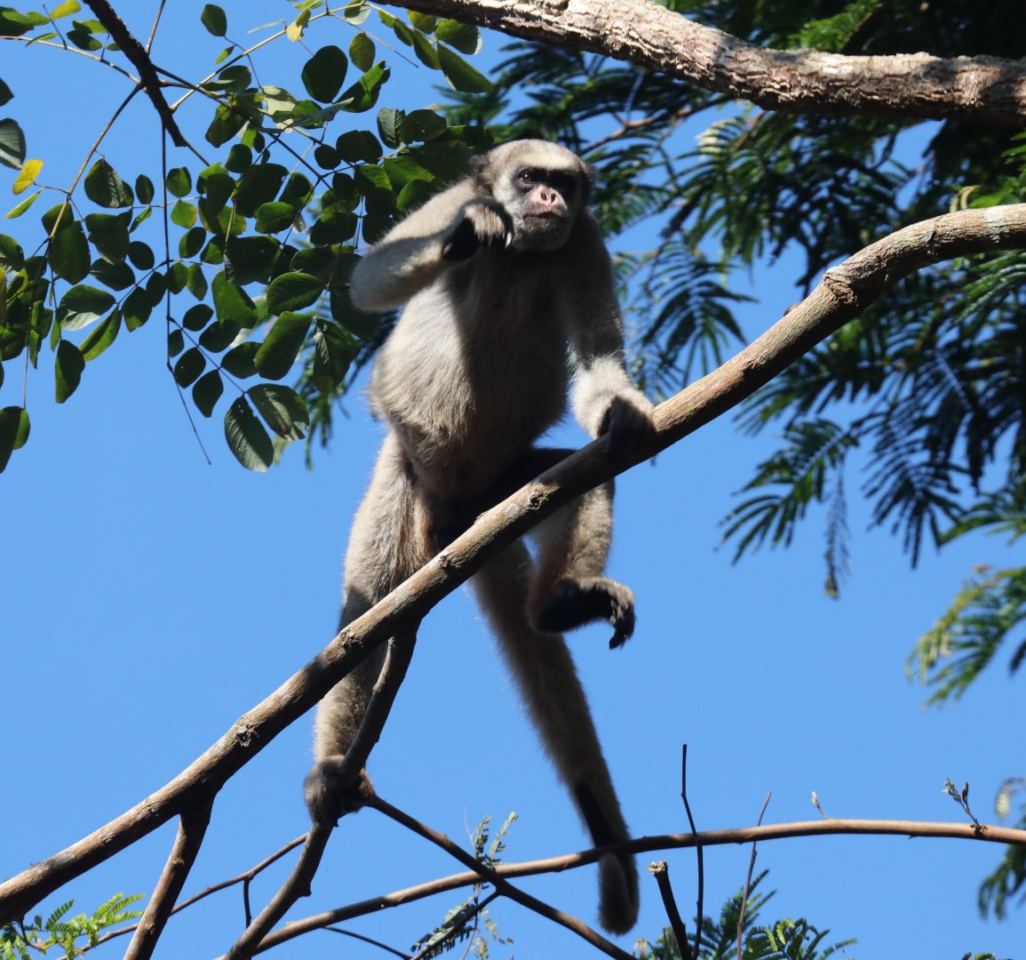 northern muriqui (Brachyteles hypoxanthus)