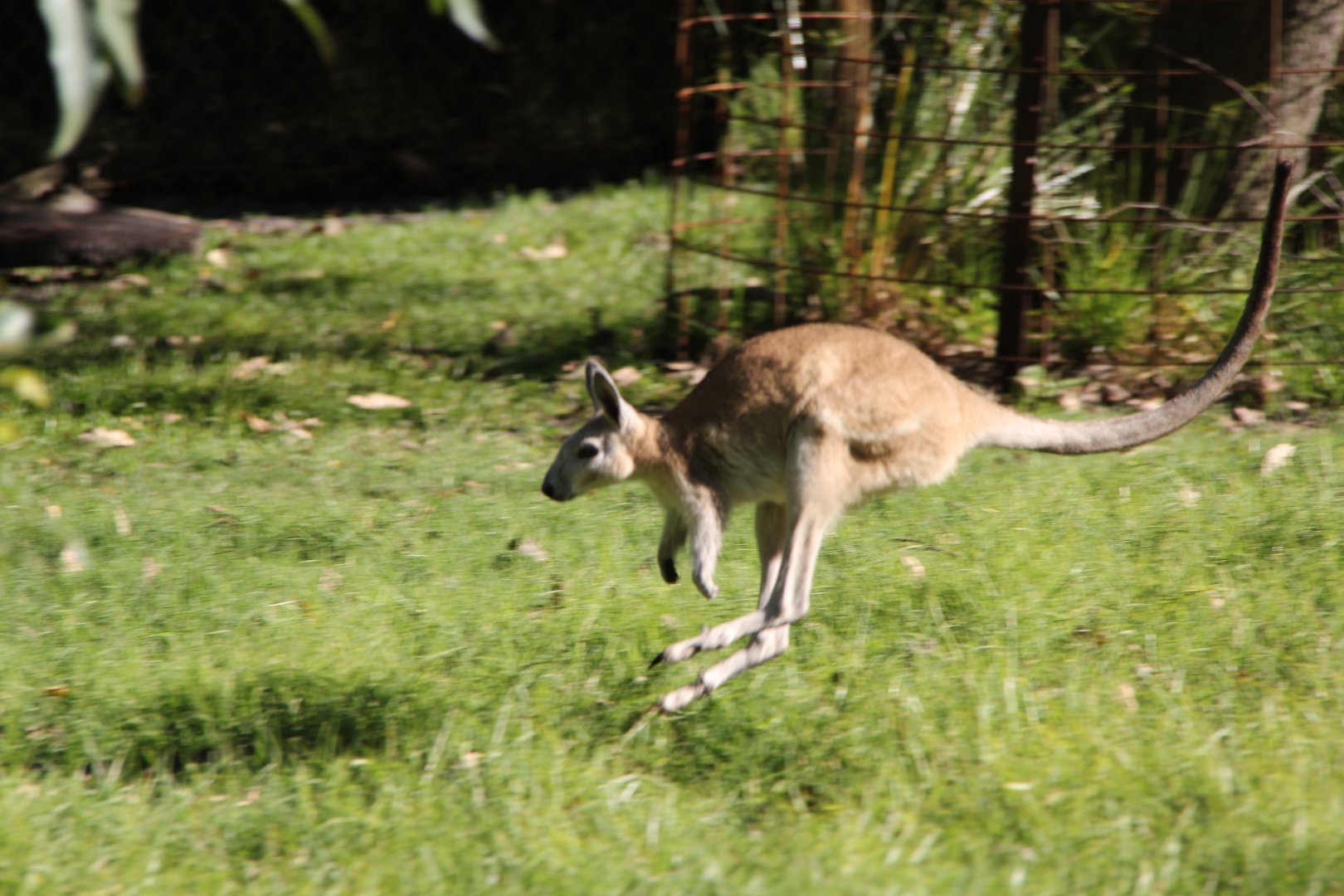 northern nail-tail wallaby (Onychogalea unguifera)