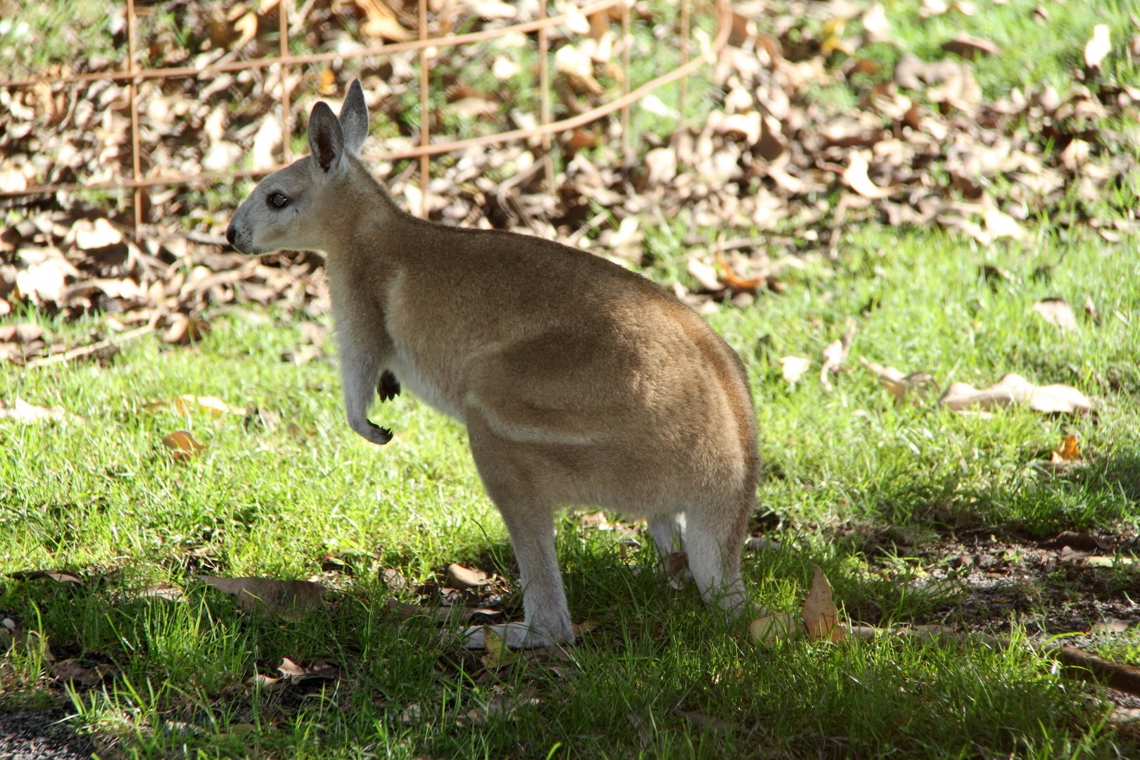 northern nail-tail wallaby (Onychogalea unguifera)
