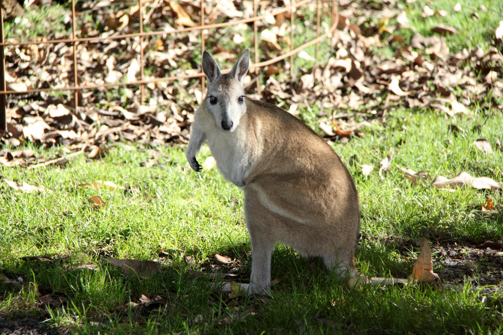 northern nail-tail wallaby (Onychogalea unguifera)